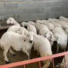 رخال للبيع جذعات عدد32