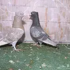 جوز زاجل لون مميز