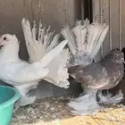 زوج رقاص بنتاجه