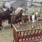 تيوس دهم للبيع