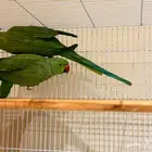 زوج دره للبيع