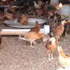 يتوفر صوص بعمر شهر