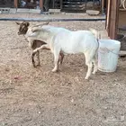 للبيع تيس قزم