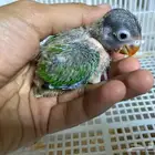 فرخ فيشر 70 ريال