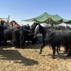 معزاء مواليد عوارض