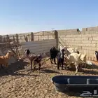 عندي معزاء لبيع الموقع الاحمديه