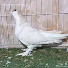 إناثي حمام شيرازي