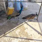 جوز طاووس منتج