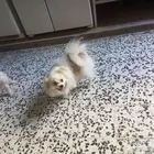 يوجد ذكر بوبرينياللتزاوج