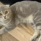 للتبني سكوتش فولد