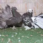 جوز رقاص أمريكي لون مميز