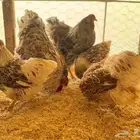 أطقم وين دوت سبلاش احمر