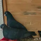 زوجين صنعاوي منتجين اسود و مقنزع مسرول