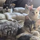 قطط للتبني بابها