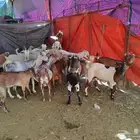 غنم ( ماعز ) للبيع في الدائر