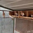 حمام عبري للبيع