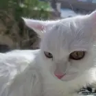 قطه تركية للبيع