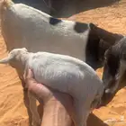 للبيع جفره ماعز قزم