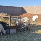 طليان رفيدي بلدي