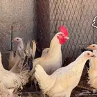 دجاج مشكل بشاير