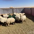 خرفان ورخال نعيم عدد 32 للبيع