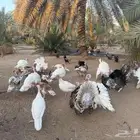 دجاج رومي للبيع في المزاحمية