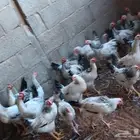 دجاج كولمبي اغلبهم ديوك