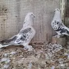 .طبات اتراك ثلجي