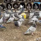 سلفر لاحم مفروز