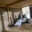 حمام باكستاني