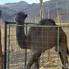 قعود للبيع مشروع فحل