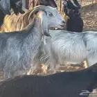 معزا دفيع بيولدن للبدل