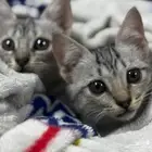 قطط بحاله صحيه جيده