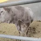 للبيع الماني لقاح 4