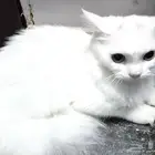 قط للبيع ابيض جميل أليف