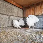 زوجين فانتقل