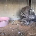 زوج رقاص فاخر