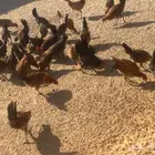 دجاج فيومي ذهبي