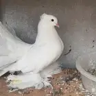 زوج رقاص توه مكمل