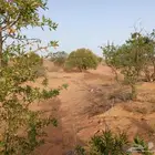 مزرعة 11000م للبيع تبوك- بها سكن وشجر منتج صك الكتروني