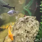 للبيع عدد (9) اسماك (بحاله ممتازه ) سمك