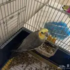 طير كروان يغرد