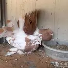 زوج رقاص امريكي