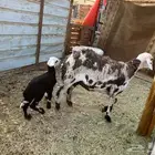 نعجه والد توه طلعت رباع