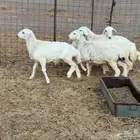 خرفان حريات