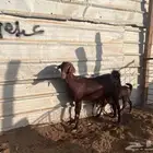 عنز جنوبيه جرم