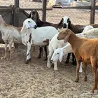 ضان مقاني طيبة