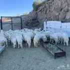 خرفان العدد حول ال 50