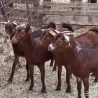 جفار محايلية طيبة