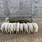 ذبايح للبيع معا الذبح واتوصيل